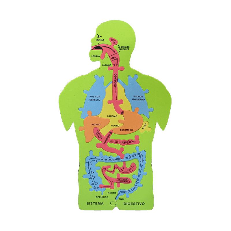 Rompecabezas Foamy Cuerpo Humano 24 x 41 cm ITrade